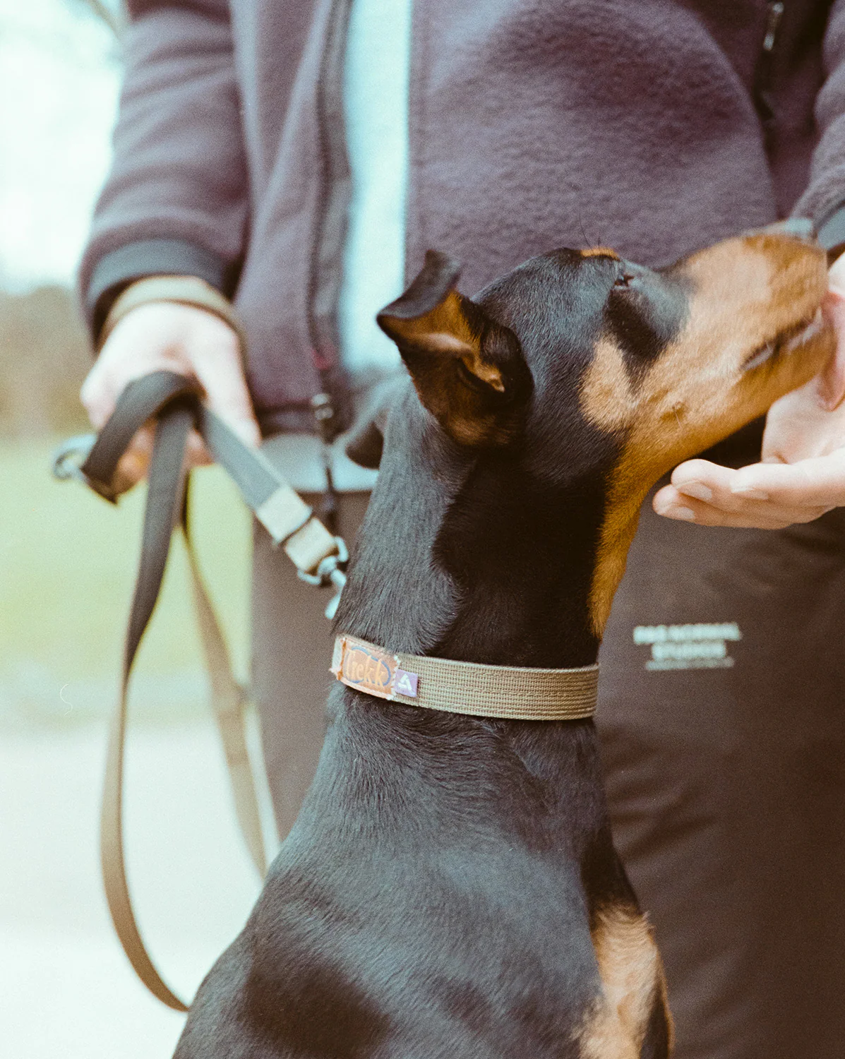 Trekk Dog Collar - Image 7
